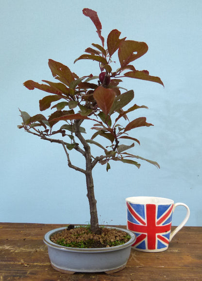 Bonsai Starter Tree Bonsai Material - Black Cherry Plum