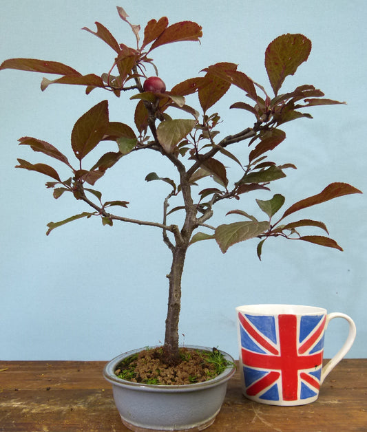 Bonsai Starter Tree Bonsai Material - Black Cherry Plum