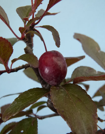 Bonsai Starter Tree Bonsai Material - Black Cherry Plum