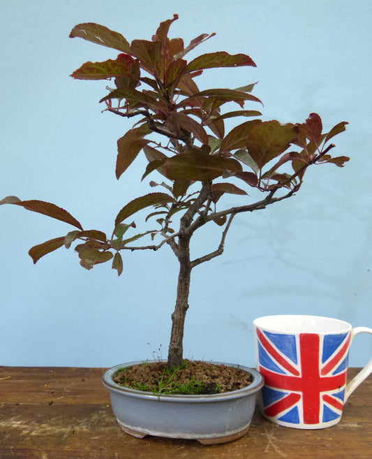 Bonsai Starter Tree Bonsai Material - Black Cherry Plum