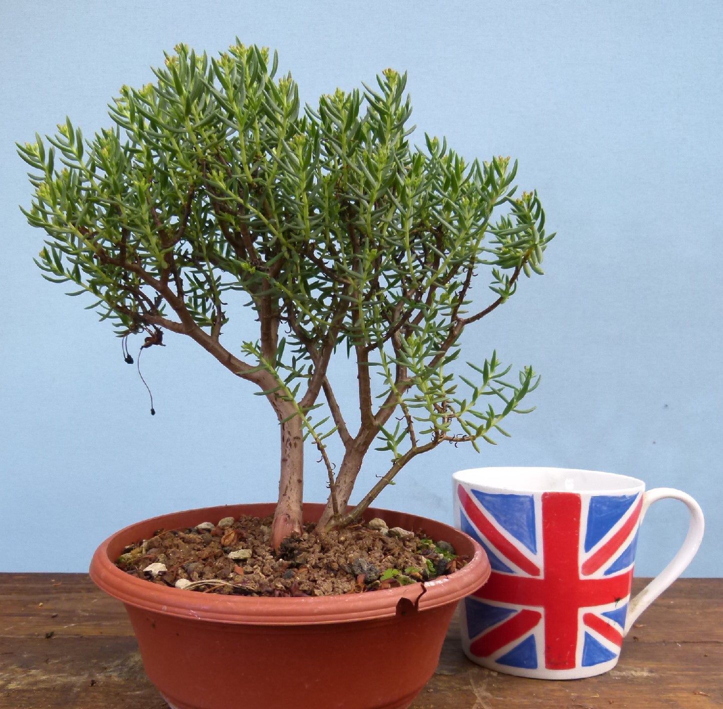 Flowering Bonsai Tree - Bonsai Crassula Sarcocaulis