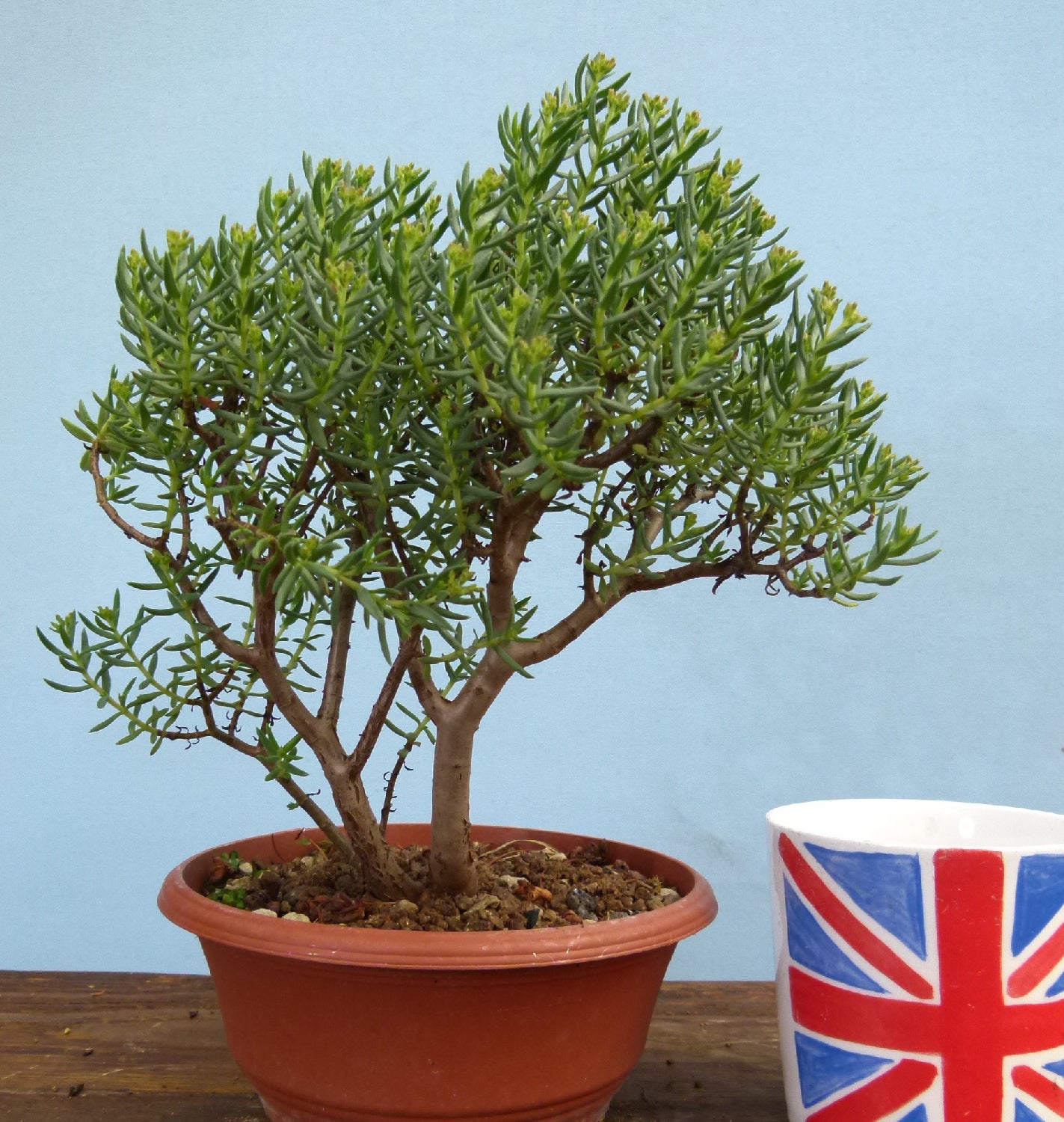 Flowering Bonsai Tree - Bonsai Crassula Sarcocaulis