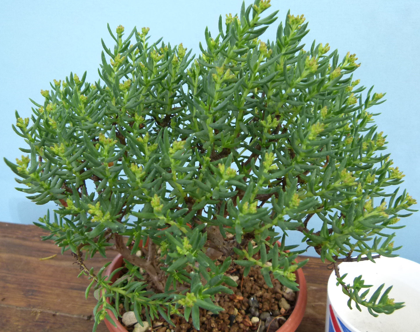 Flowering Bonsai Tree - Bonsai Crassula Sarcocaulis