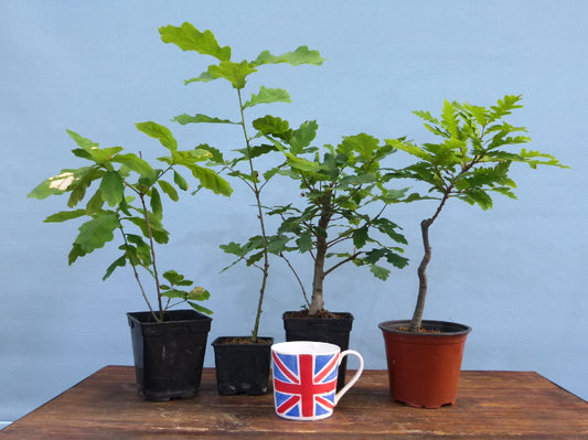 English Oak x 4 Bonsai Starter Trees - Bonsai Material - Clearance