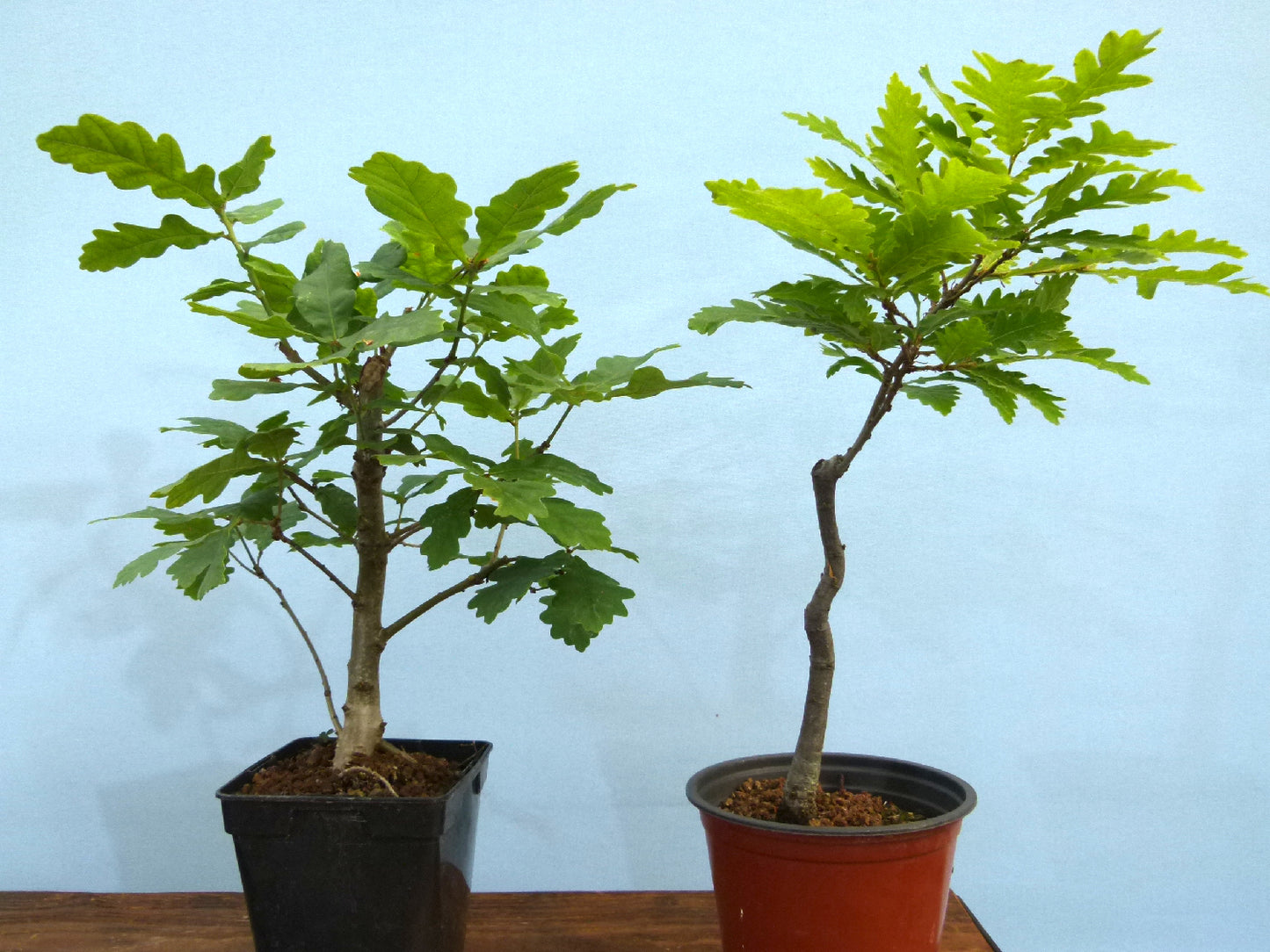 English Oak x 4 Bonsai Starter Trees - Bonsai Material - Clearance