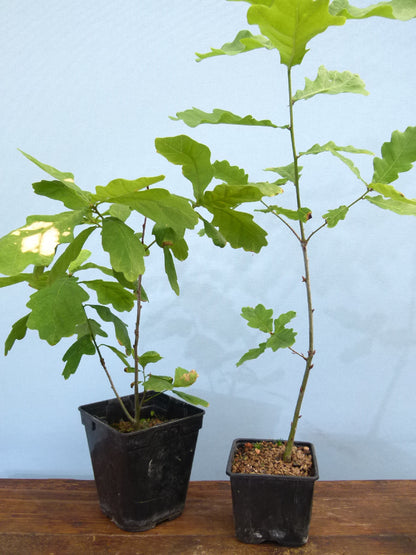 English Oak x 4 Bonsai Starter Trees - Bonsai Material - Clearance