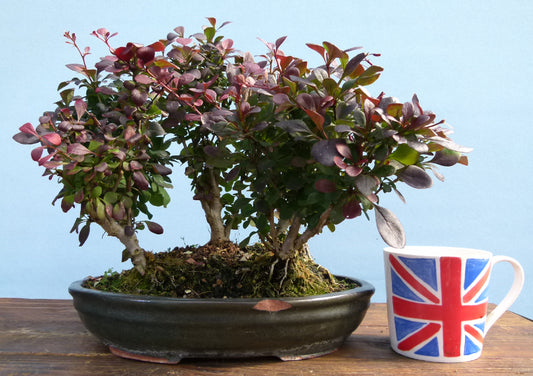 Berberis Group Planting