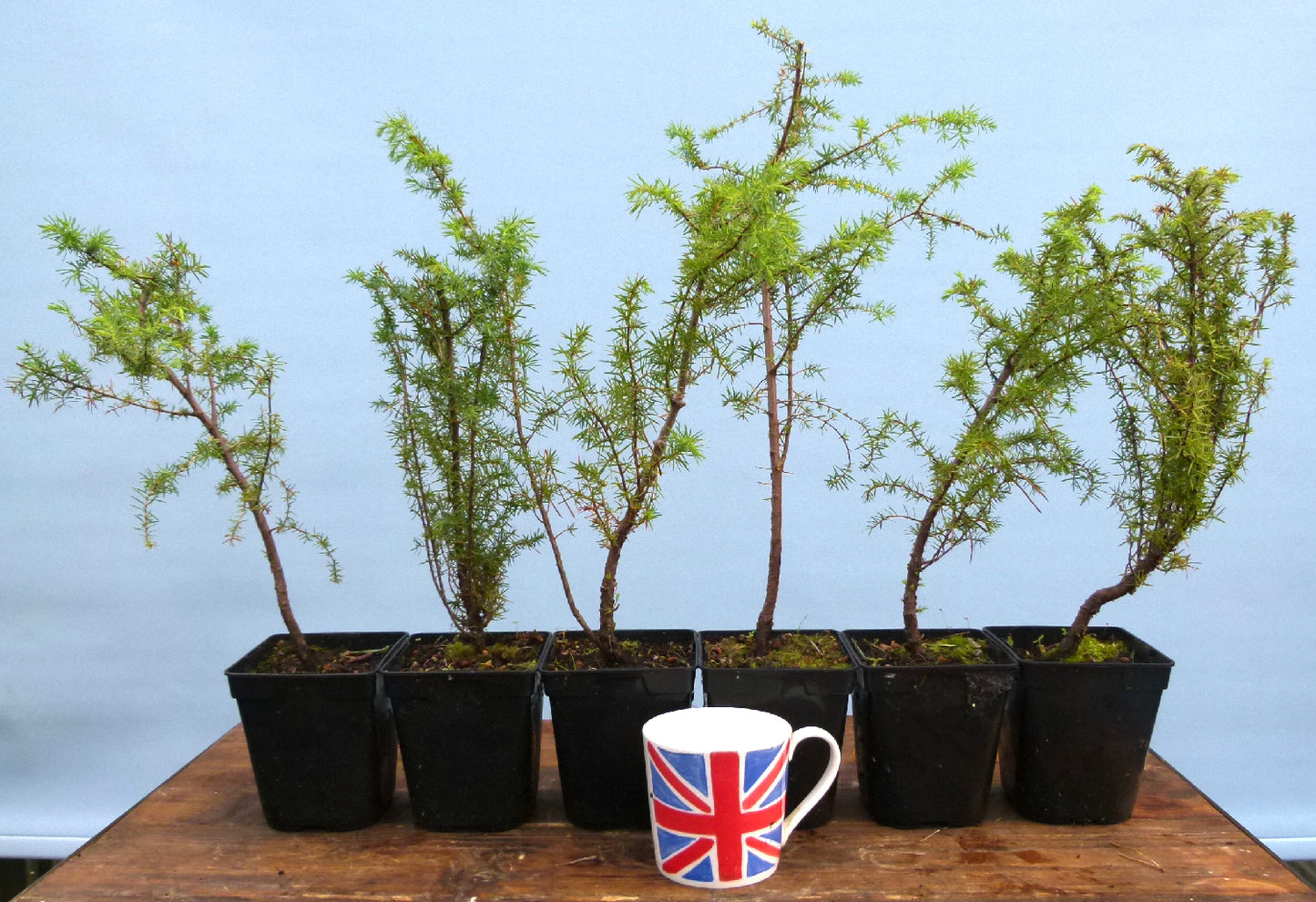 Needle Juniper Bonsai Starter Trees - Bonsai Material - Clearance x 5