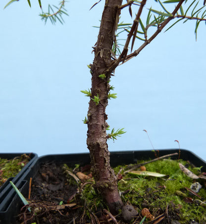 Needle Juniper Bonsai Starter Trees - Bonsai Material - Clearance x 5