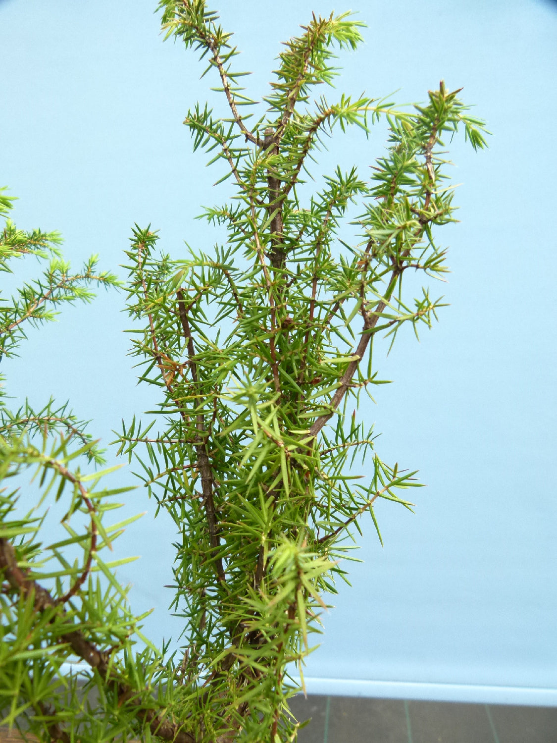 Needle Juniper Bonsai Starter Trees - Bonsai Material - Clearance x 5