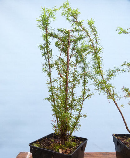 Needle Juniper Bonsai Starter Trees - Bonsai Material - Clearance x 5