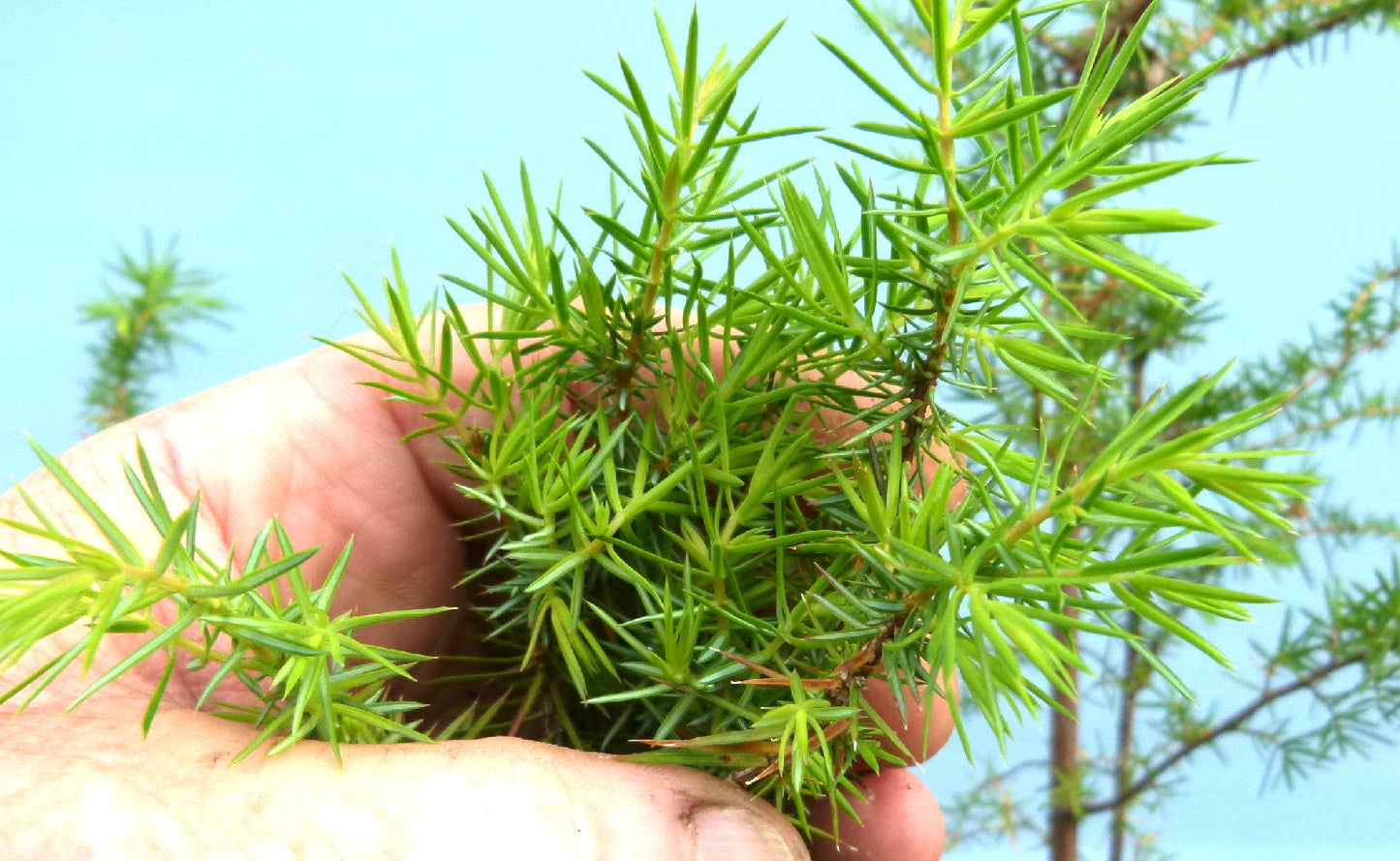 Needle Juniper Bonsai Starter Trees - Bonsai Material - Clearance x 5