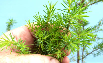 Needle Juniper Bonsai Starter Trees - Bonsai Material - Clearance x 5