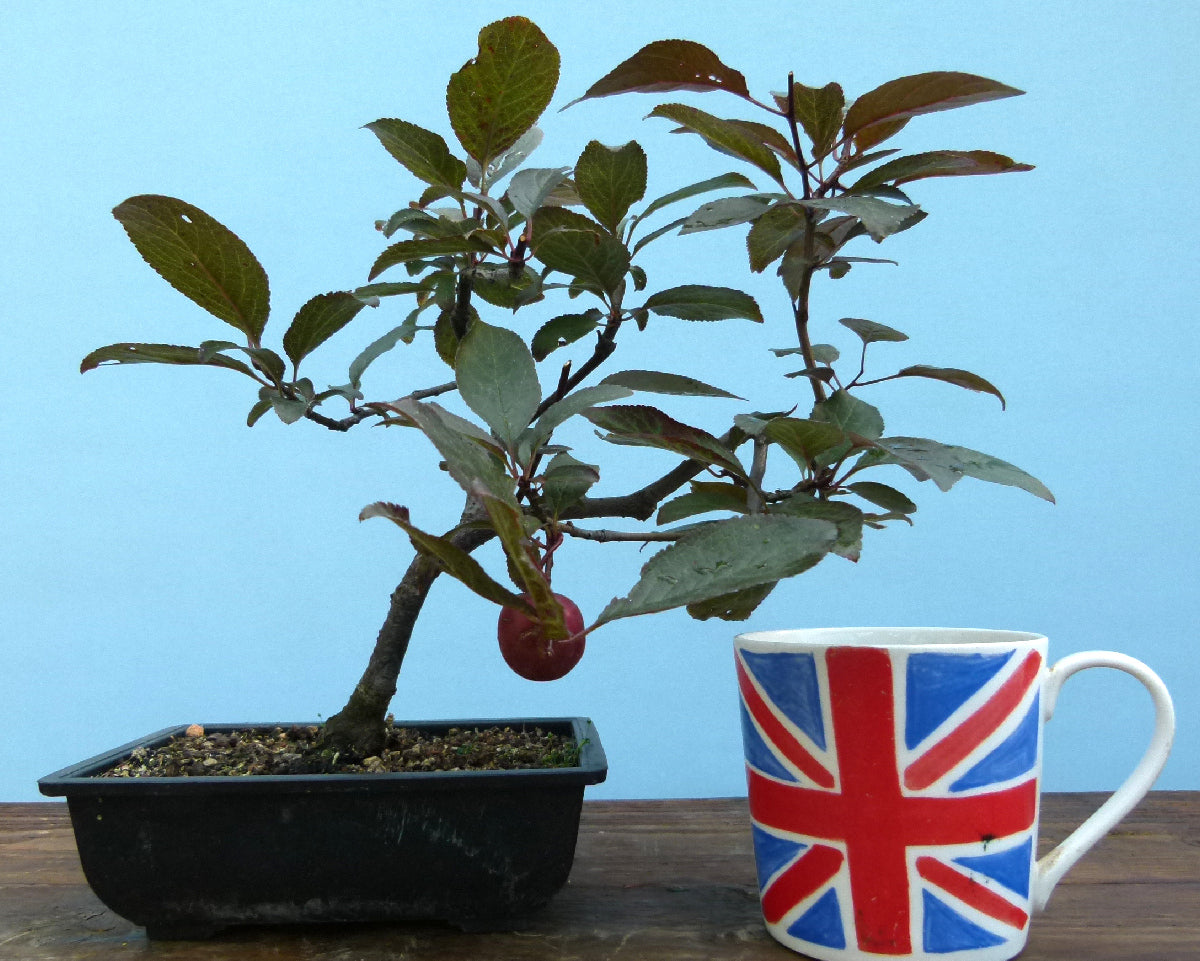 Bonsai Starter Tree Bonsai Material - Black Cherry Plum 
