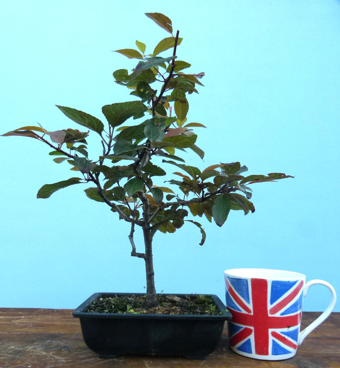 Bonsai Starter Tree Bonsai Material - Black Cherry Plum 