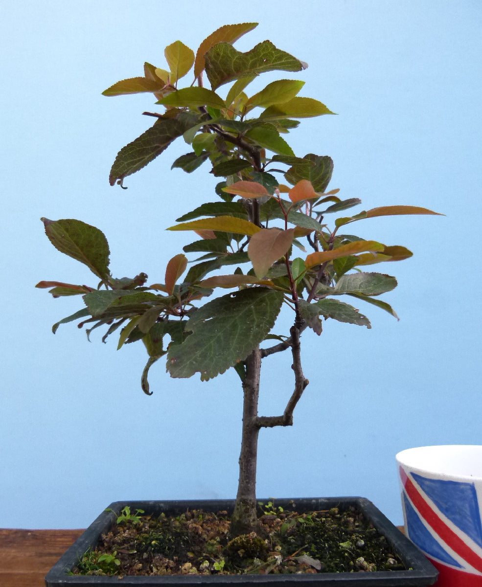 Bonsai Starter Tree Bonsai Material - Black Cherry Plum 