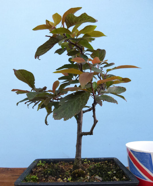 Bonsai Starter Tree Bonsai Material - Black Cherry Plum 