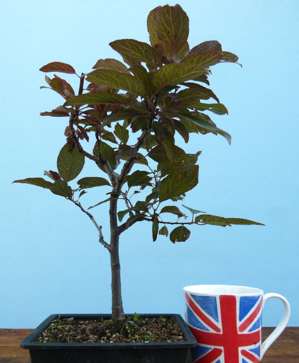 Bonsai Starter Tree Bonsai Material - Black Cherry Plum 