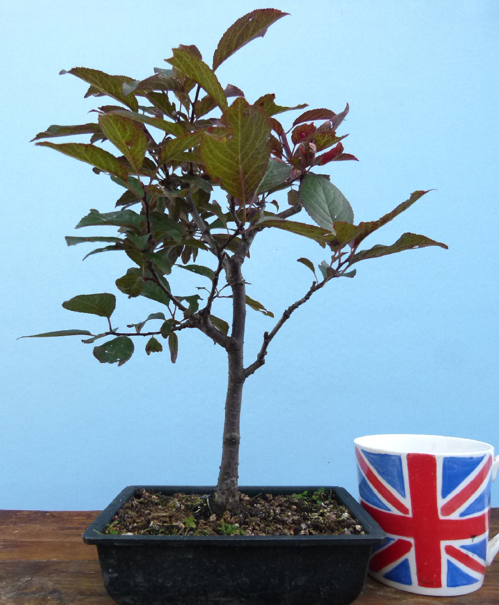Bonsai Starter Tree Bonsai Material - Black Cherry Plum 