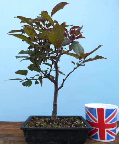 Bonsai Starter Tree Bonsai Material - Black Cherry Plum 