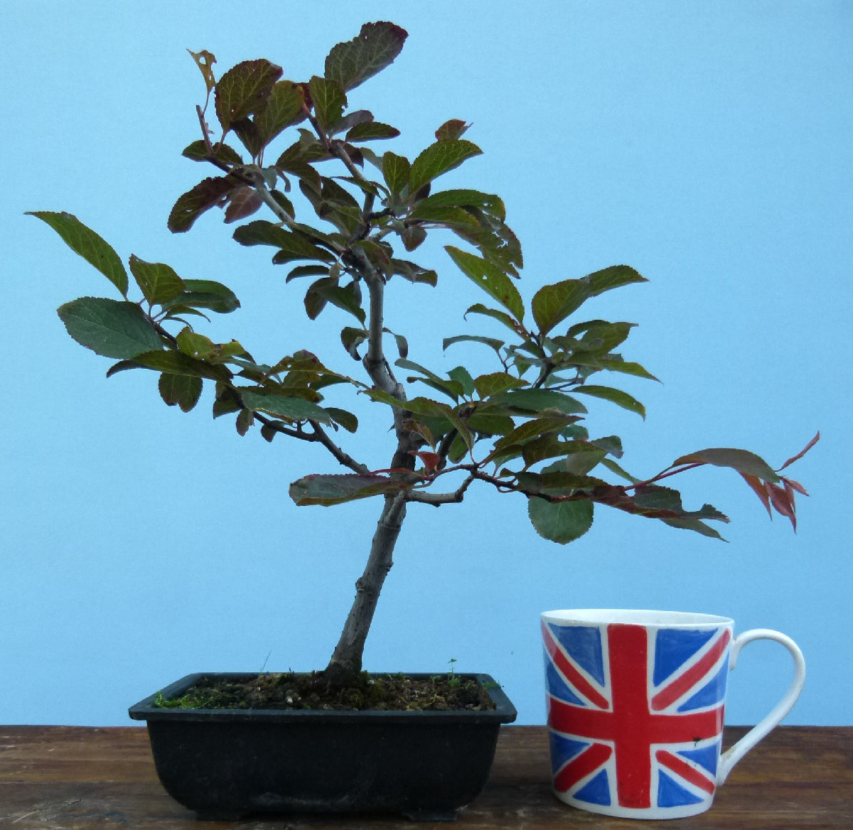 Bonsai Starter Tree Bonsai Material - Black Cherry Plum 