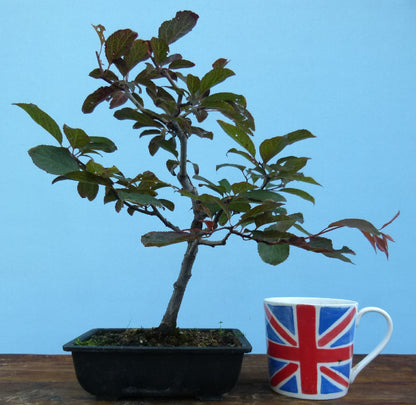 Bonsai Starter Tree Bonsai Material - Black Cherry Plum 