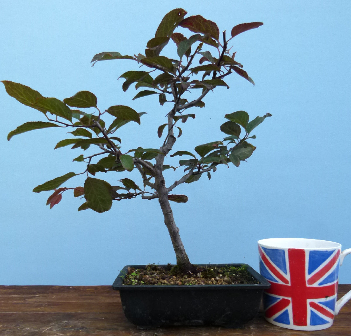 Bonsai Starter Tree Bonsai Material - Black Cherry Plum 