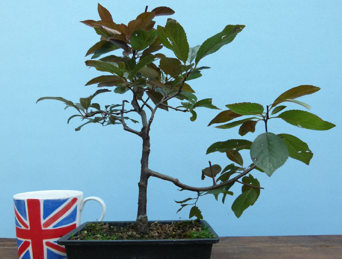Bonsai Starter Tree Bonsai Material - Black Cherry Plum 