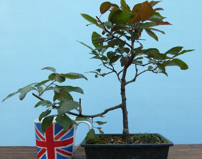 Bonsai Starter Tree Bonsai Material - Black Cherry Plum 
