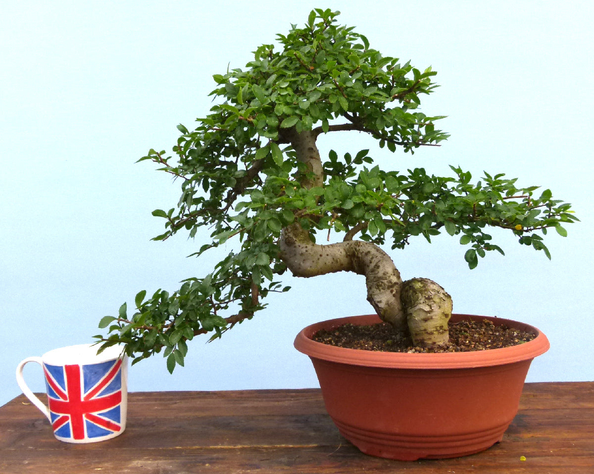 Chinese Elm Bonsai Tree