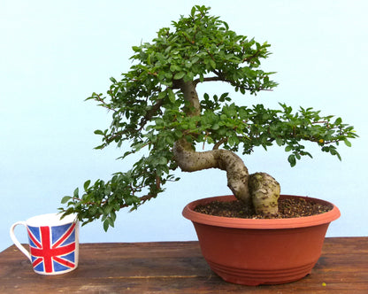 Chinese Elm Bonsai Tree