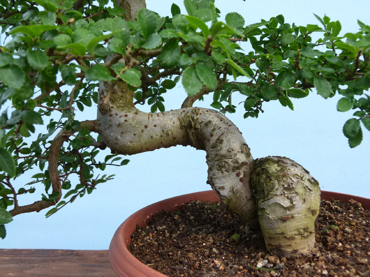 Chinese Elm Bonsai Tree
