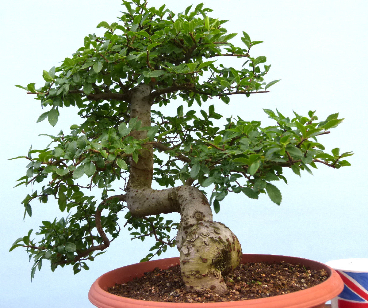 Chinese Elm Bonsai Tree