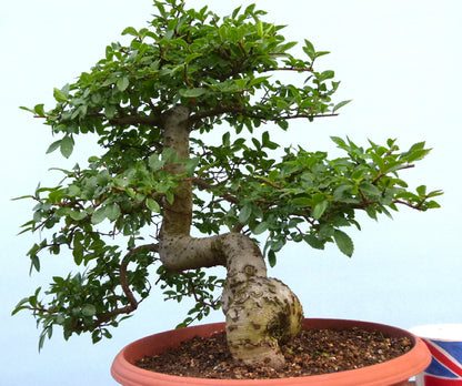 Chinese Elm Bonsai Tree