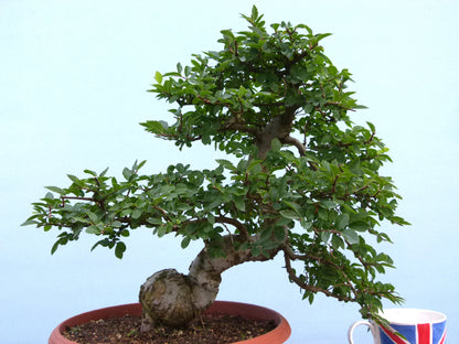 Chinese Elm Bonsai Tree