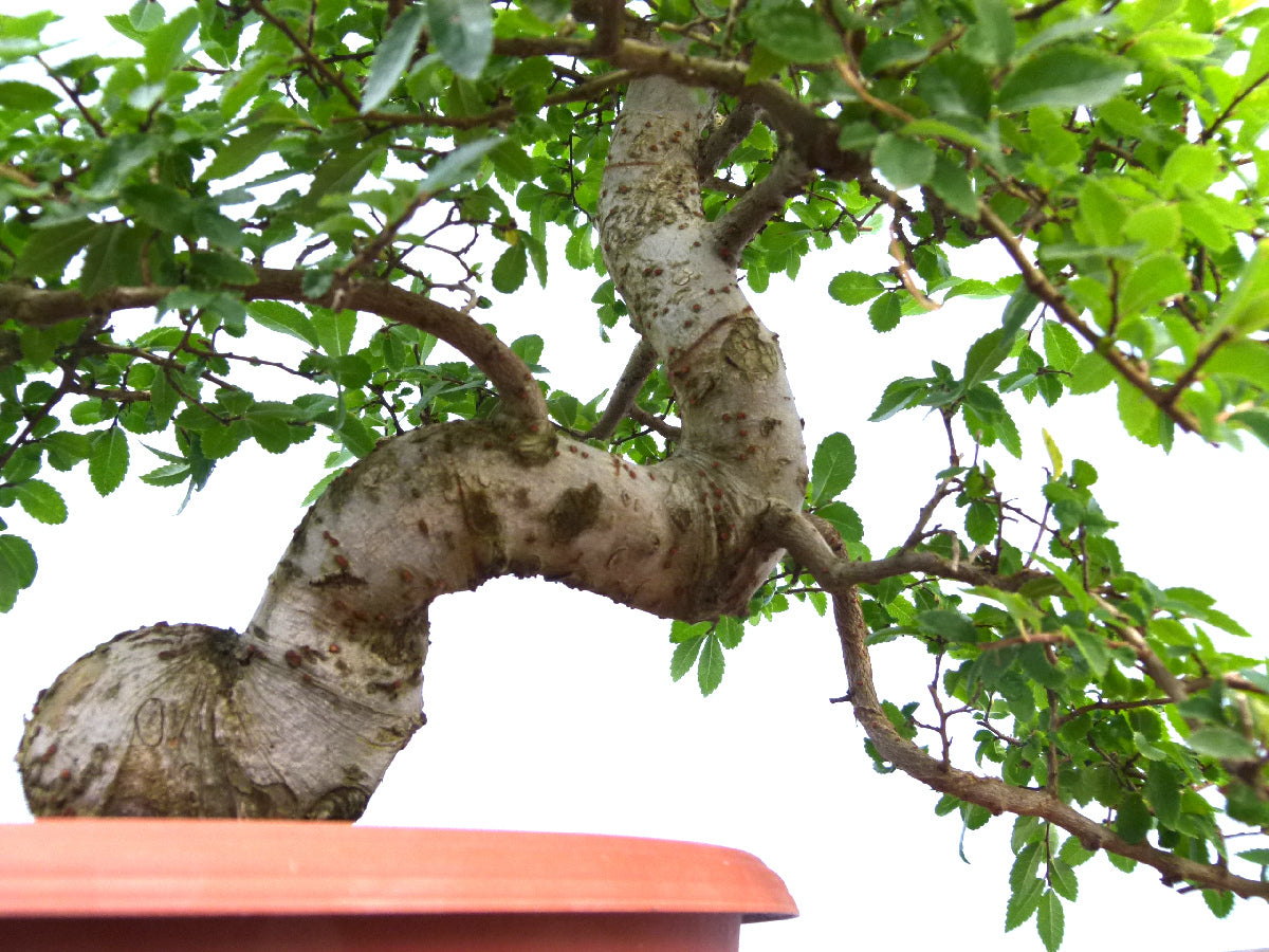 Chinese Elm Bonsai Tree