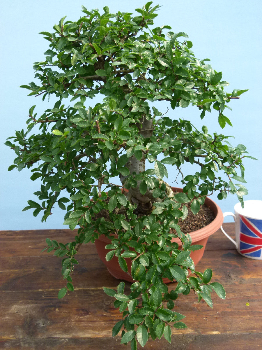 Chinese Elm Bonsai Tree