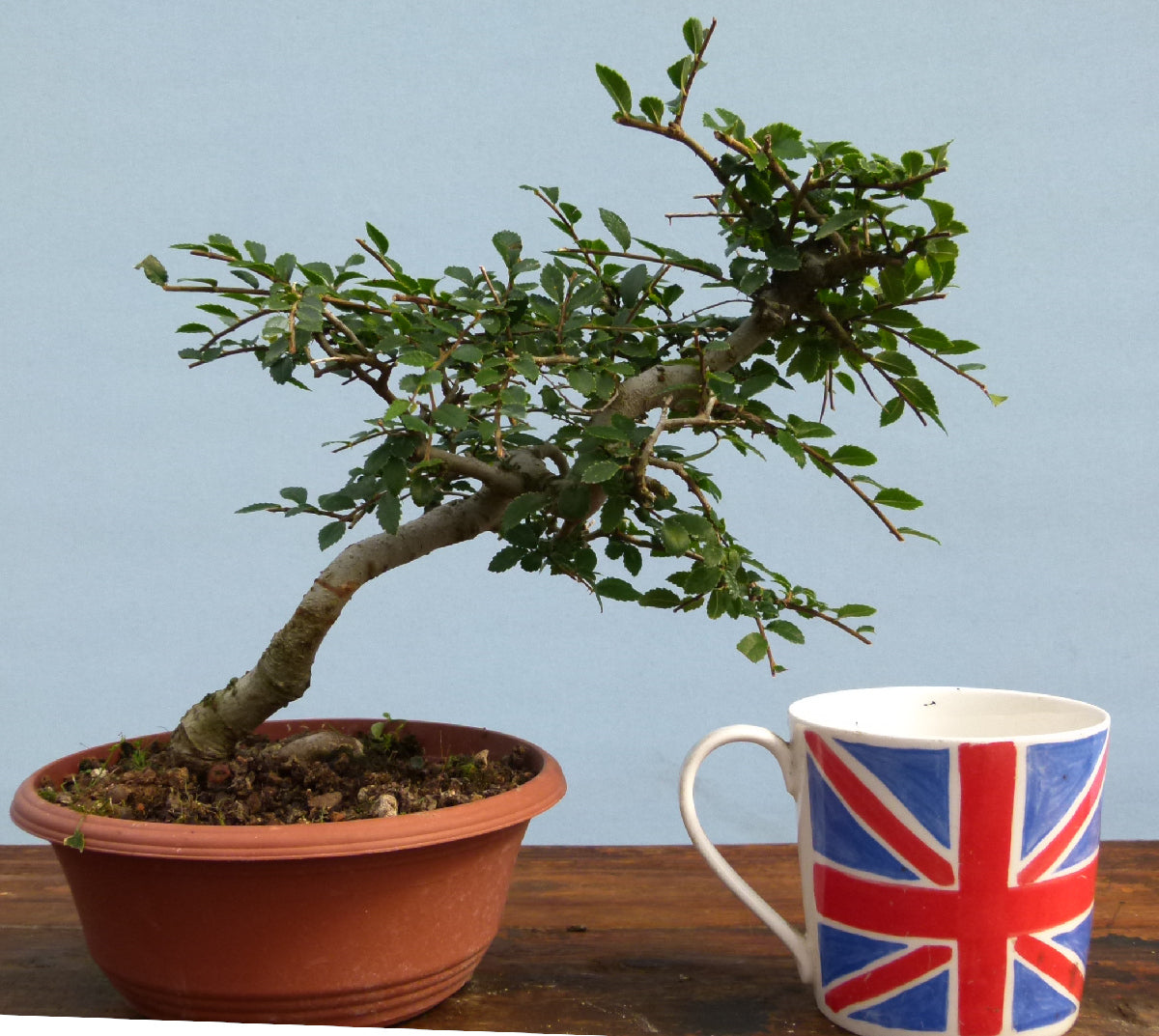 Chinese Elm Bonsai Tree - CLEARANCE