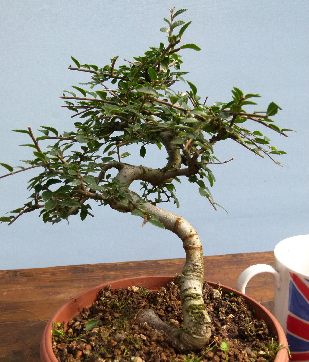 Chinese Elm Bonsai Tree - CLEARANCE