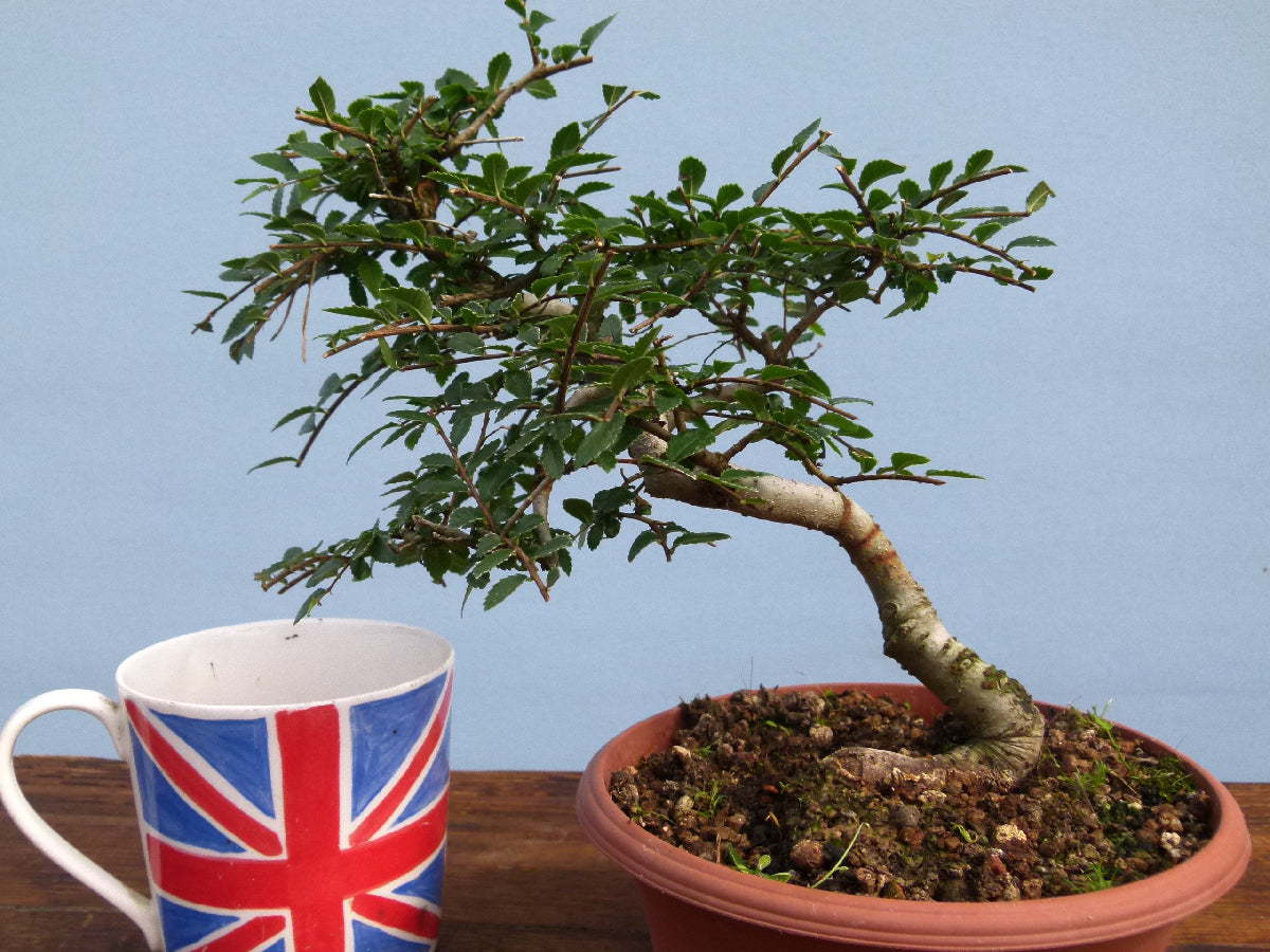 Chinese Elm Bonsai Tree - CLEARANCE