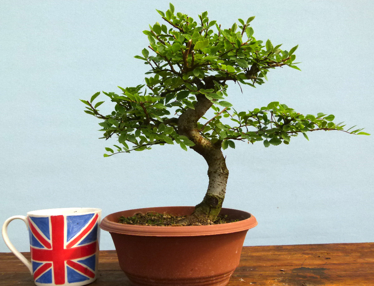 Chinese Elm Bonsai Tree - CLEARANCE