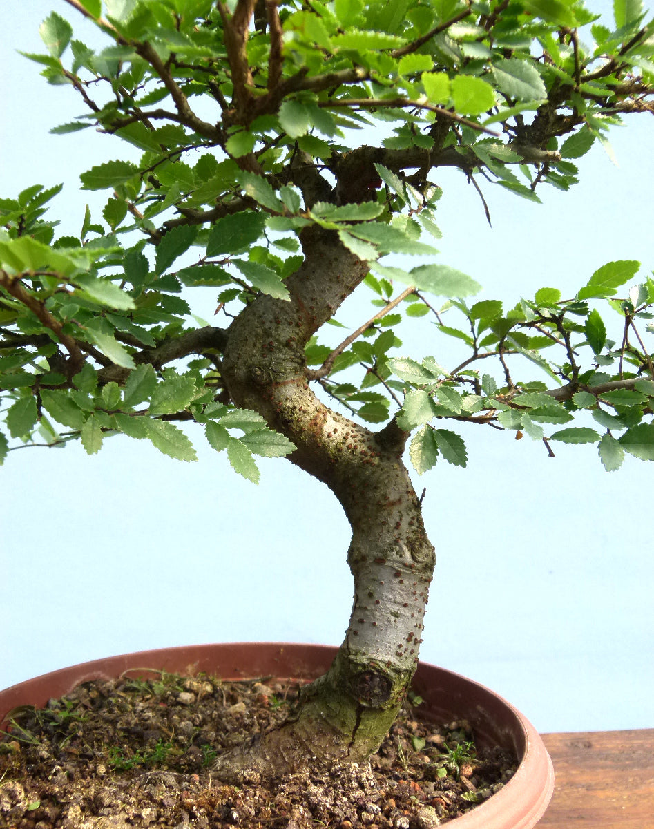 Chinese Elm Bonsai Tree - CLEARANCE
