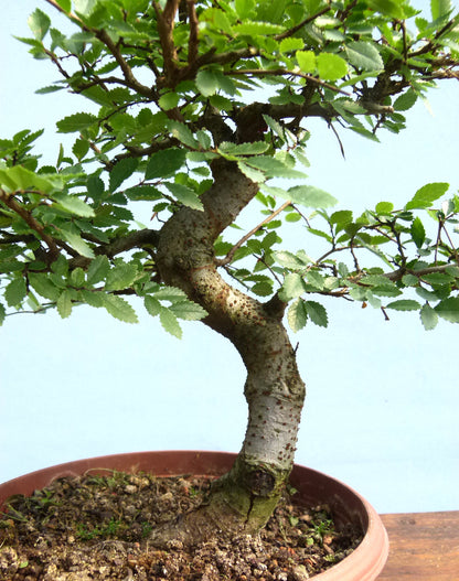 Chinese Elm Bonsai Tree - CLEARANCE