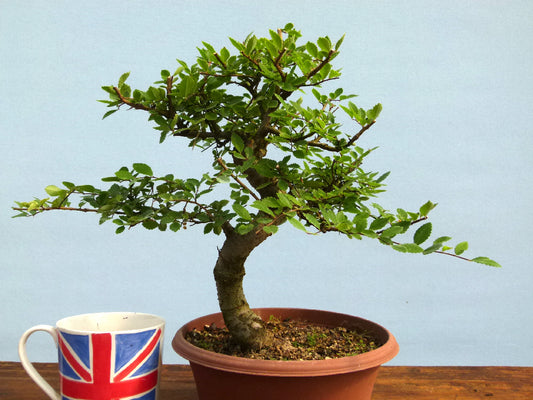 Chinese Elm Bonsai Tree - CLEARANCE