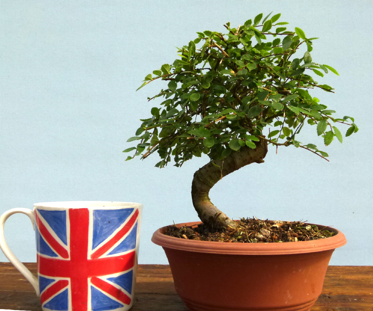 Chinese Elm Bonsai Tree - CLEARANCE