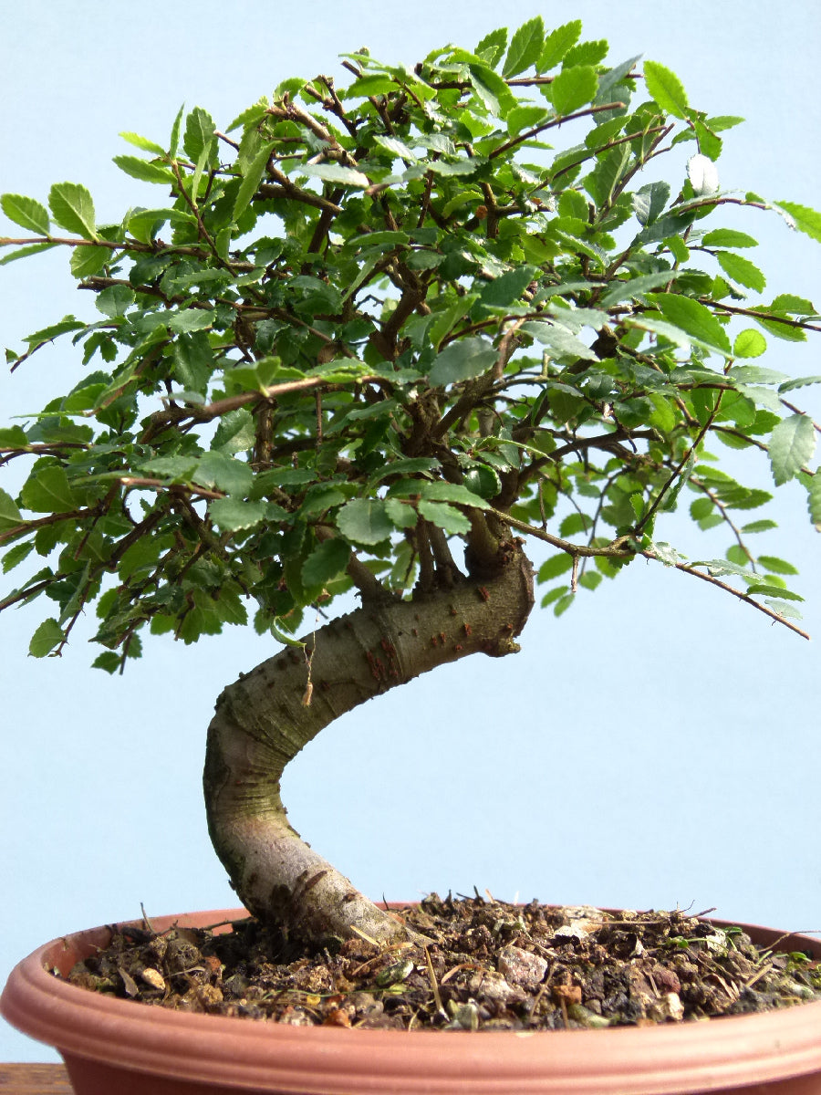 Chinese Elm Bonsai Tree - CLEARANCE