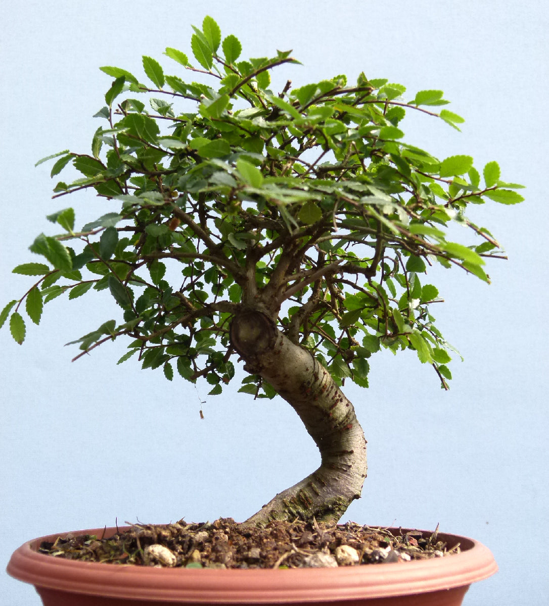 Chinese Elm Bonsai Tree - CLEARANCE