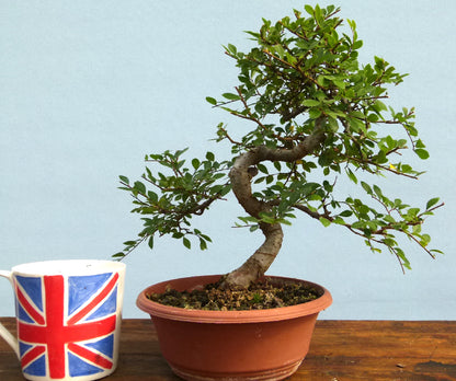 Chinese Elm Bonsai Tree - CLEARANCE