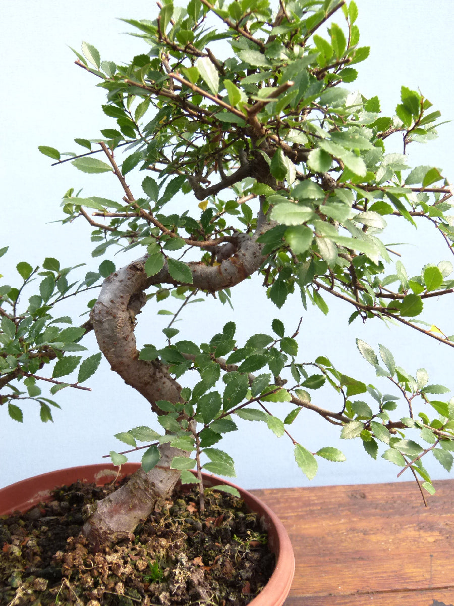 Chinese Elm Bonsai Tree - CLEARANCE