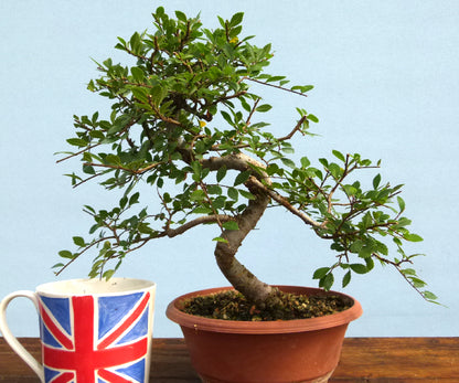 Chinese Elm Bonsai Tree - CLEARANCE